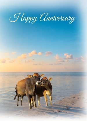 Anniversary-Card-Jersey-Cow-HA1.jpg