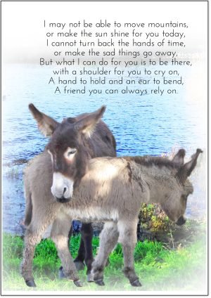 Birthday-Card-Donkey-SYHK-1.jpg