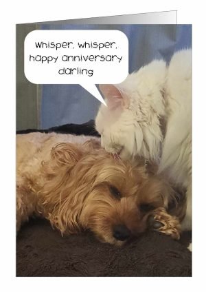 anniversary-card-dog-and-cat-1.jpg