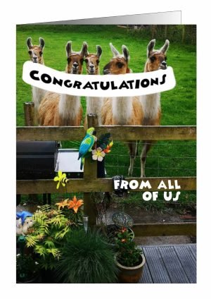 congratulations-card-llamas-1.jpg