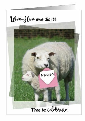 congratulations-card-sheep-1.jpg