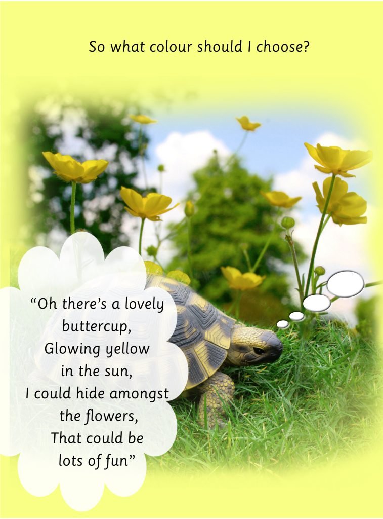 Tuttle-what-colour-should-I-choose-scaled.jpg