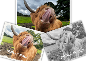 highland-cow-watercolour-painting-pencil-sketch-2-scaled.png