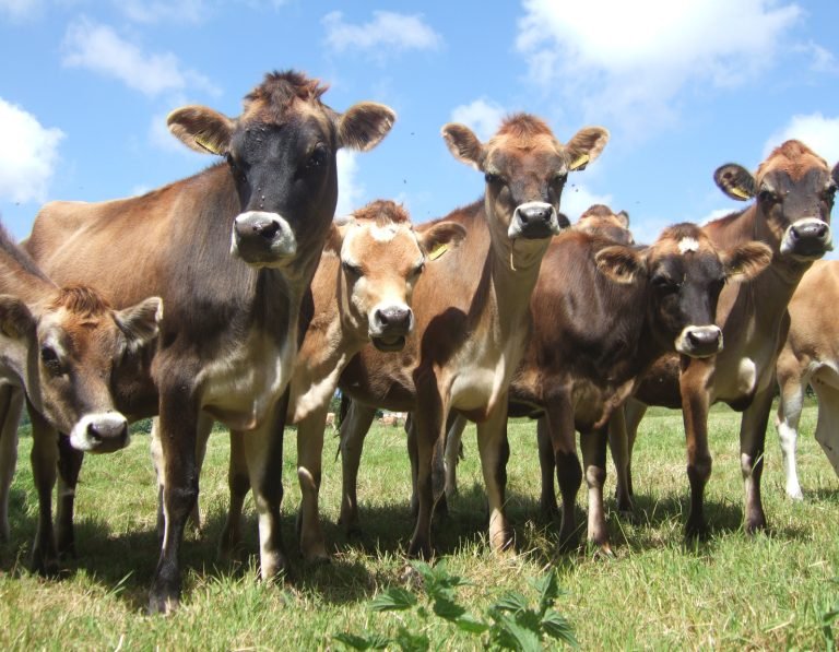 jersey-cows-group-original-2.jpg
