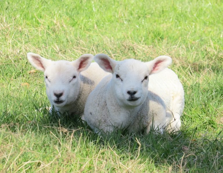 lambs-original-2.jpg