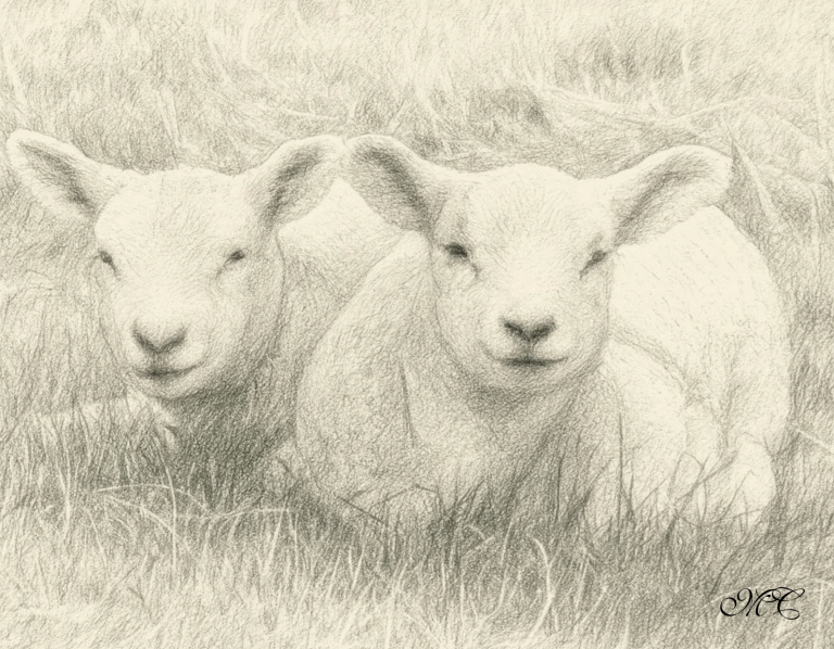 lambs-pencil-sketch-2.png