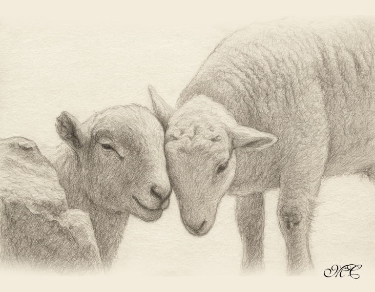 sheep-pencil-sketch-2.png