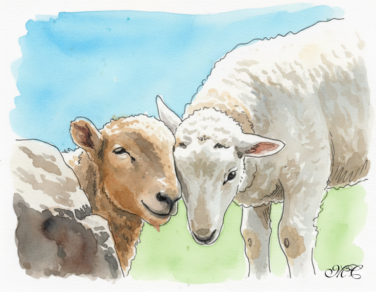 sheep-watercolour-2.png