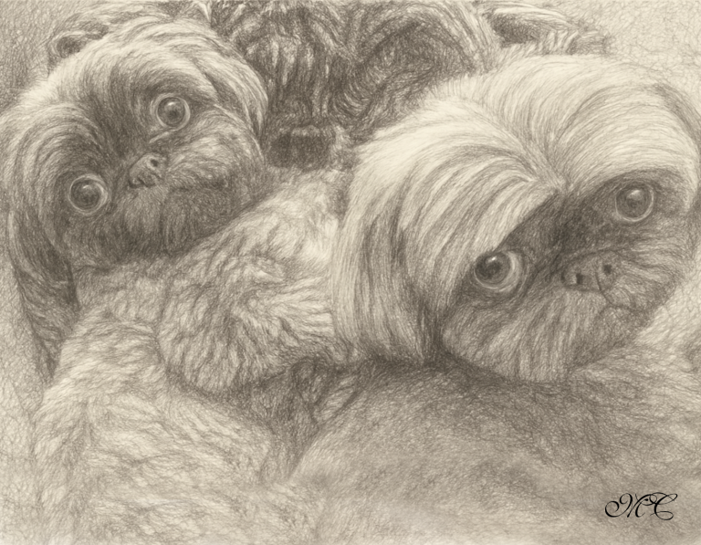 twin-dogs-pencil-sketch-1.png