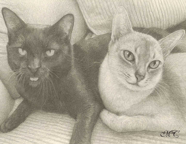 two-cats-black-and-grey-pencil-sketch-1.png